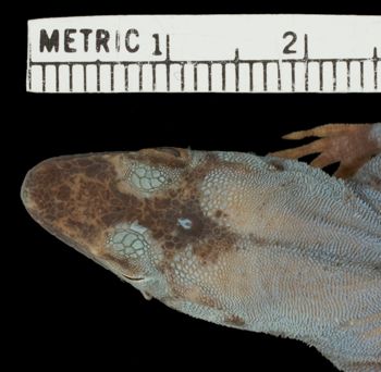 Media type: image;   Herpetology R-70813 Aspect: head dorsal